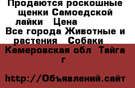 Продаются роскошные щенки Самоедской лайки › Цена ­ 40 000 - Все города Животные и растения » Собаки   . Кемеровская обл.,Тайга г.